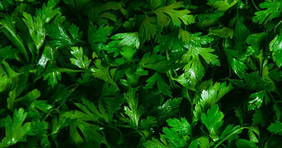A close-up of fresh green leafy herb foliage