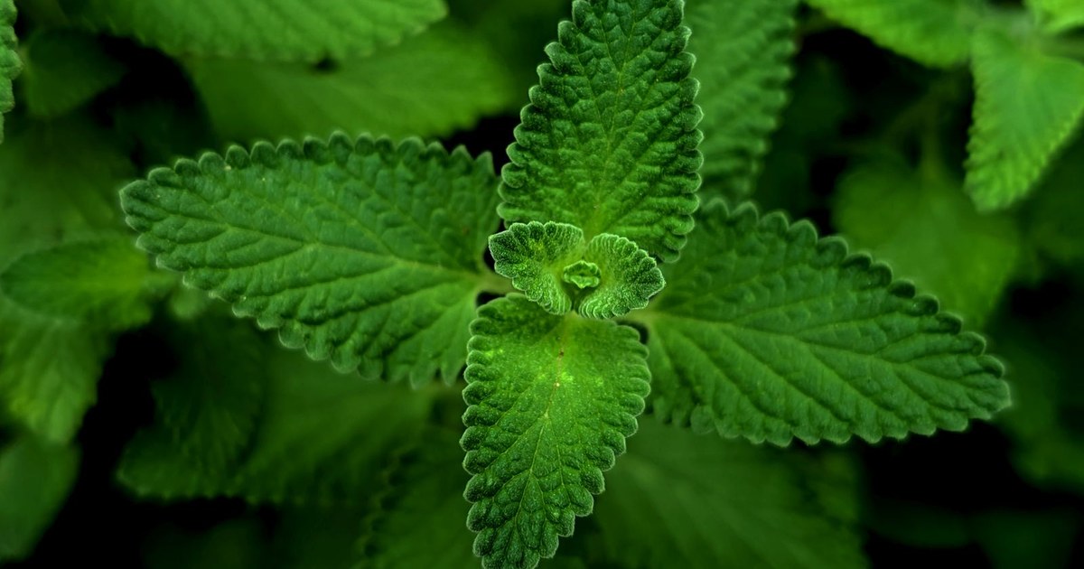 Overhead close-up of a leafy green mint herb plant with fresh serrated leaves