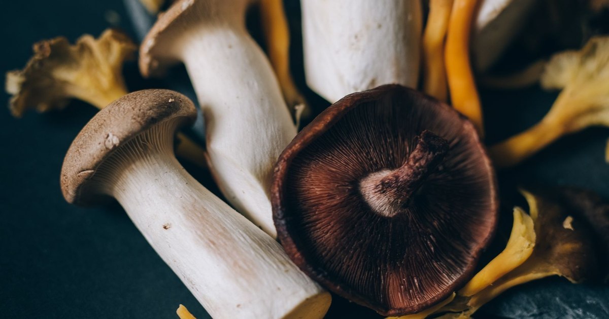 Fresh culinary mushrooms including king oyster and shiitake on a dark background, the richest dietary source of ergothioneine