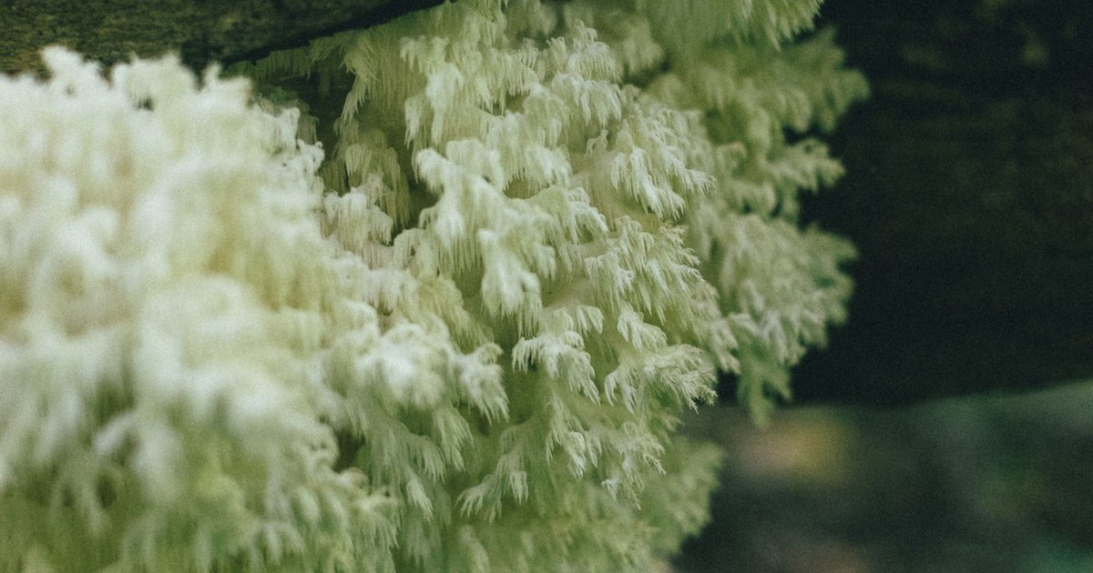 A white lion's mane mushroom growing on a log in a forest