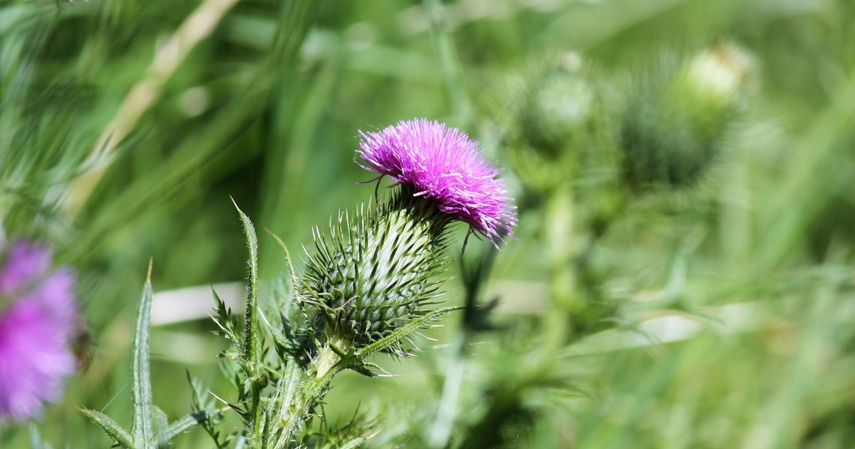A vivid magenta milk thistle flower blooming on its spiny green head in a sunlit green meadow