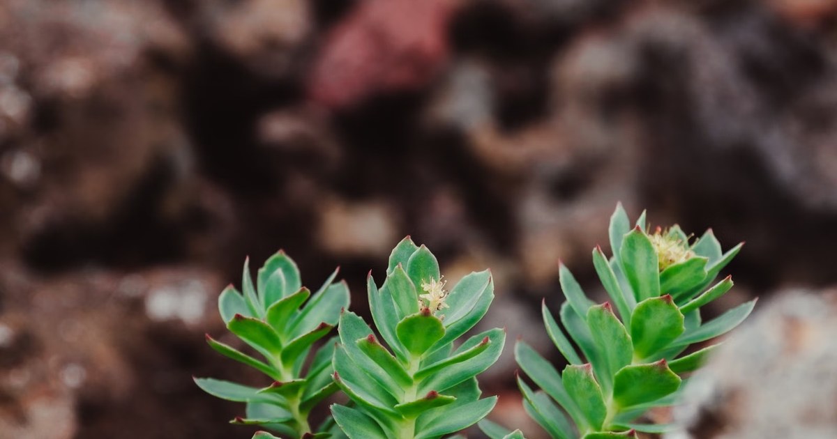 Green arctic root plants with reddish leaf tips growing low among rocks