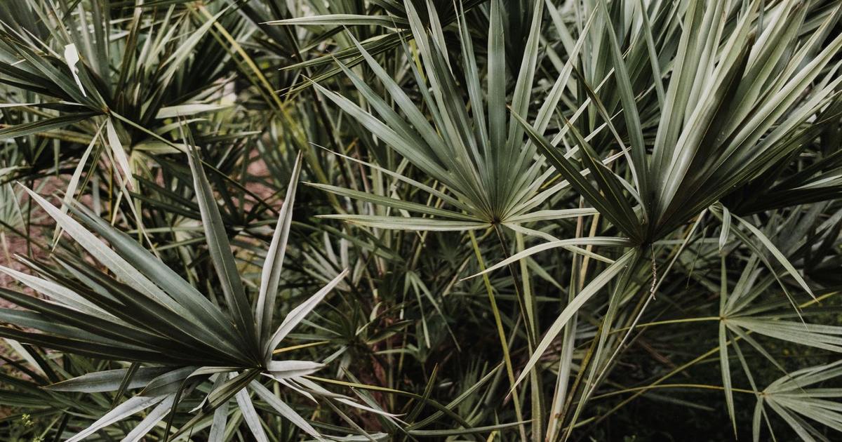A close up of lush green saw palmetto fronds fanning out across the frame