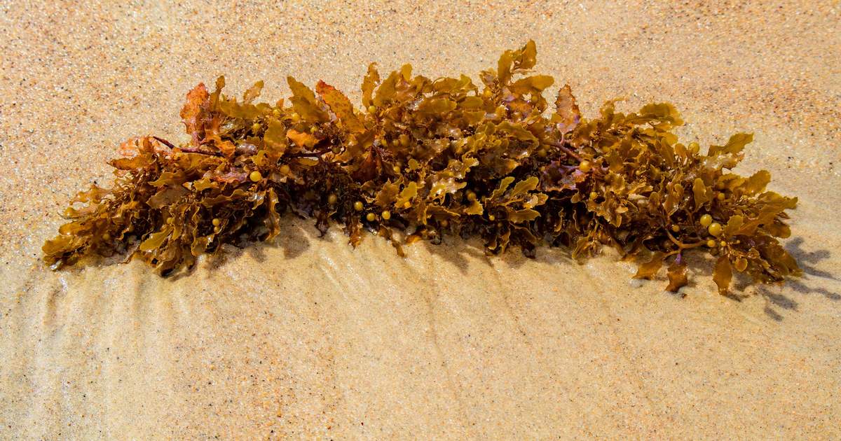 A cluster of golden-brown seaweed resting on rippled golden beach sand