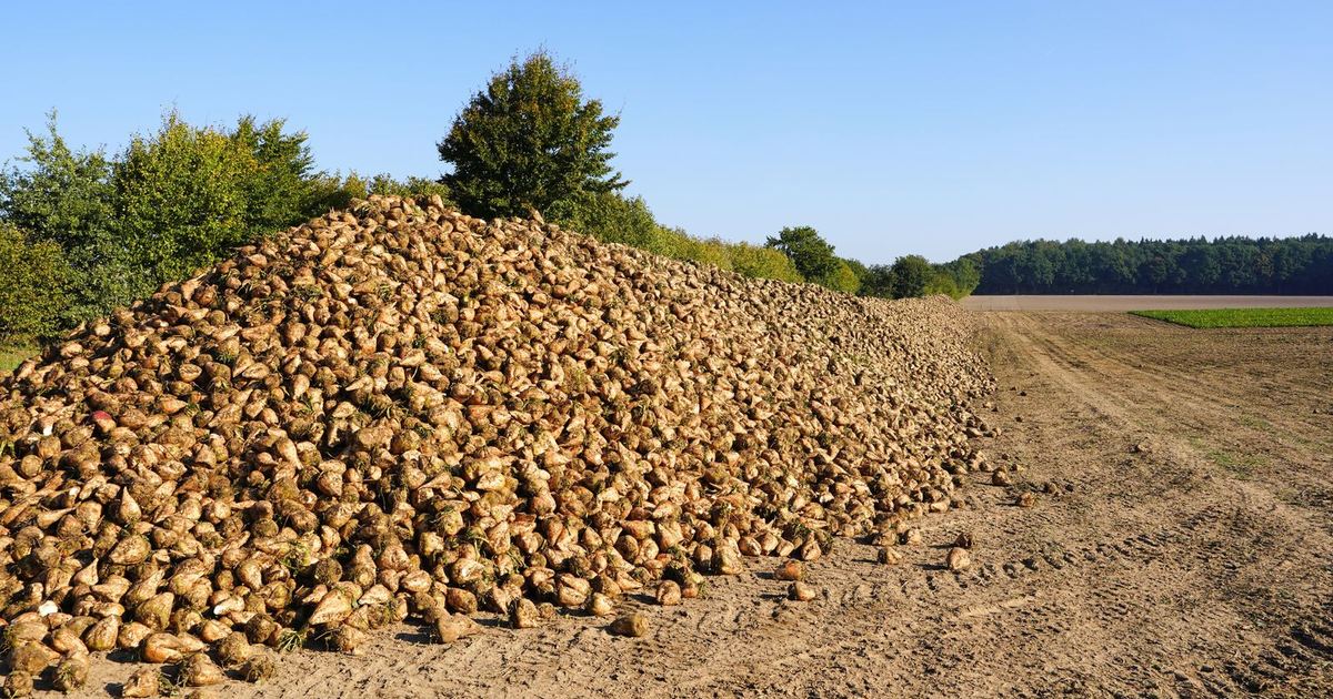 A large pile of harvested sugar beets beside a dirt farm track under a clear blue sky