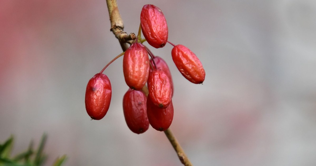 Cluster of red barberry (Berberis) berries on a branch; barberry is one of the plants that yields the yellow compound berberine