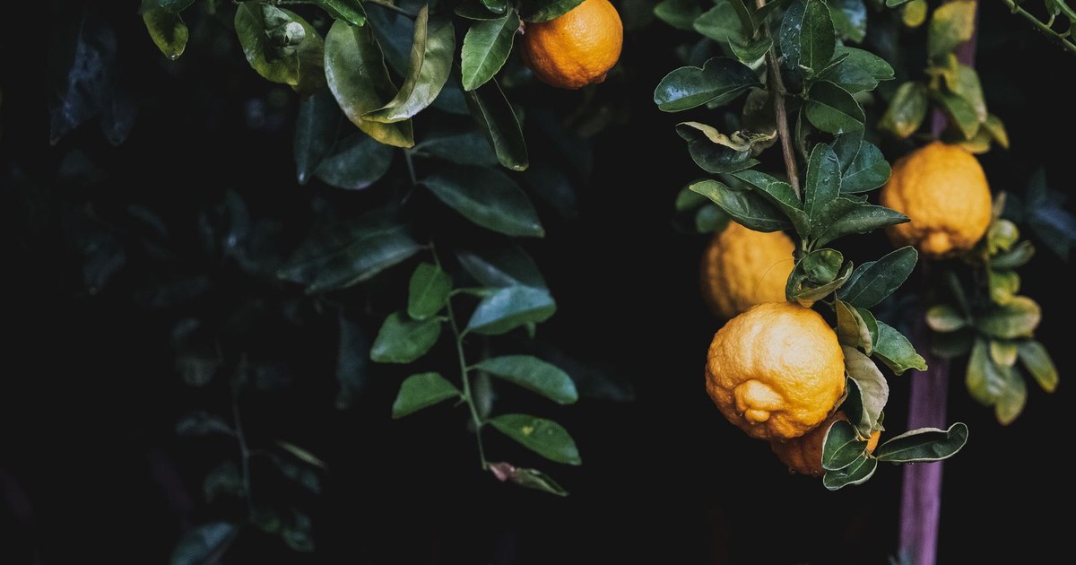 Ripe yellow-orange citrus fruits hanging on a tree branch among dark green leaves
