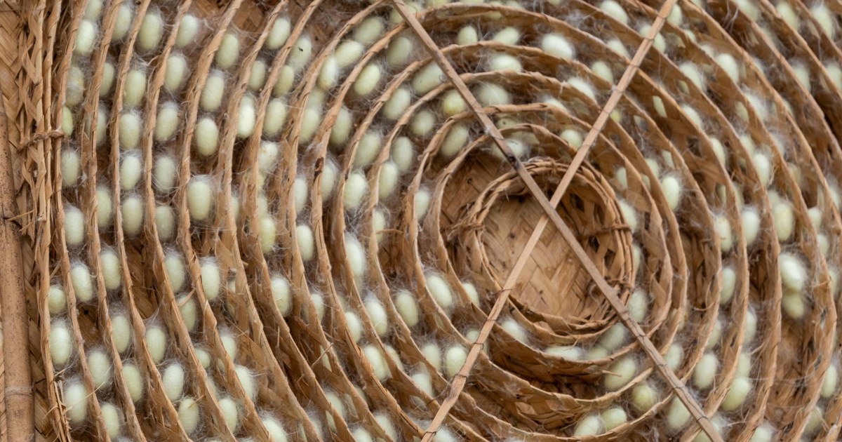 White silkworm cocoons arranged in a spiral on a woven bamboo tray