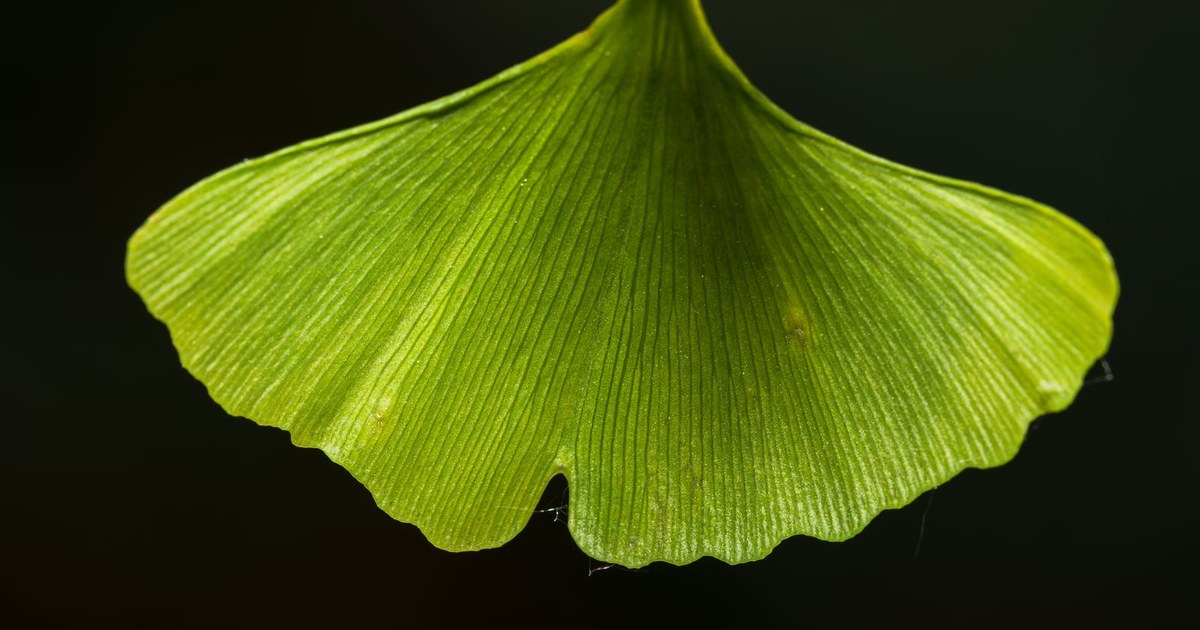 A single fan-shaped green ginkgo biloba leaf with fine radiating veins, backlit against a dark background