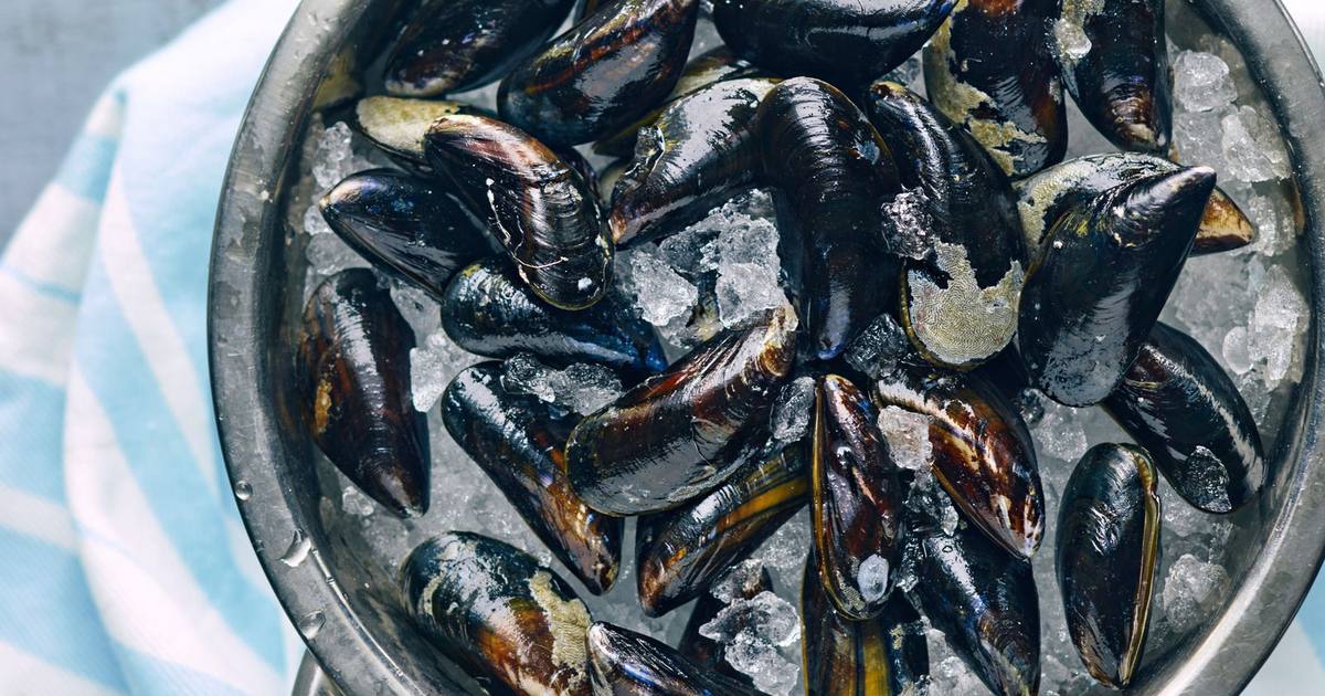 Overhead view of a steel bowl of fresh raw mussels on crushed ice, their glossy shells dark navy blue and brown with pale cream and amber edges, on a blue and white striped cloth