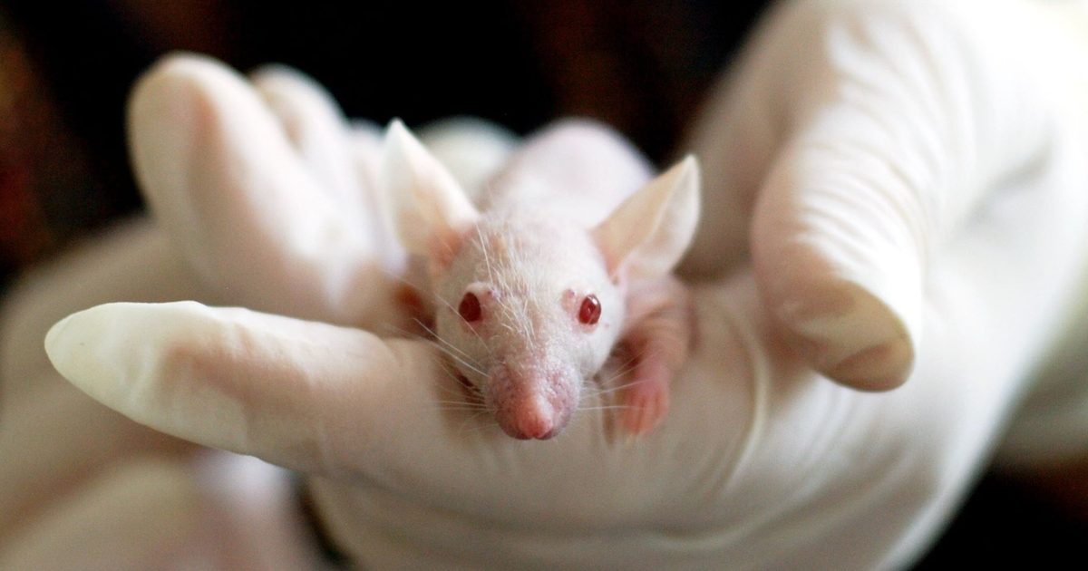 A laboratory mouse held in a gloved hand, representing an evidence base made entirely of rodent studies
