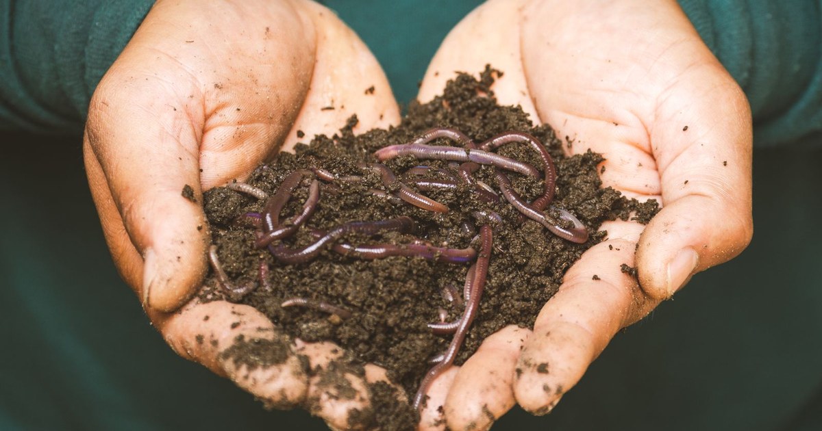 Cupped hands holding a mound of dark soil with several reddish earthworms