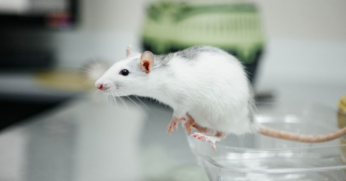 A white laboratory rat standing on the rim of a clear plastic container