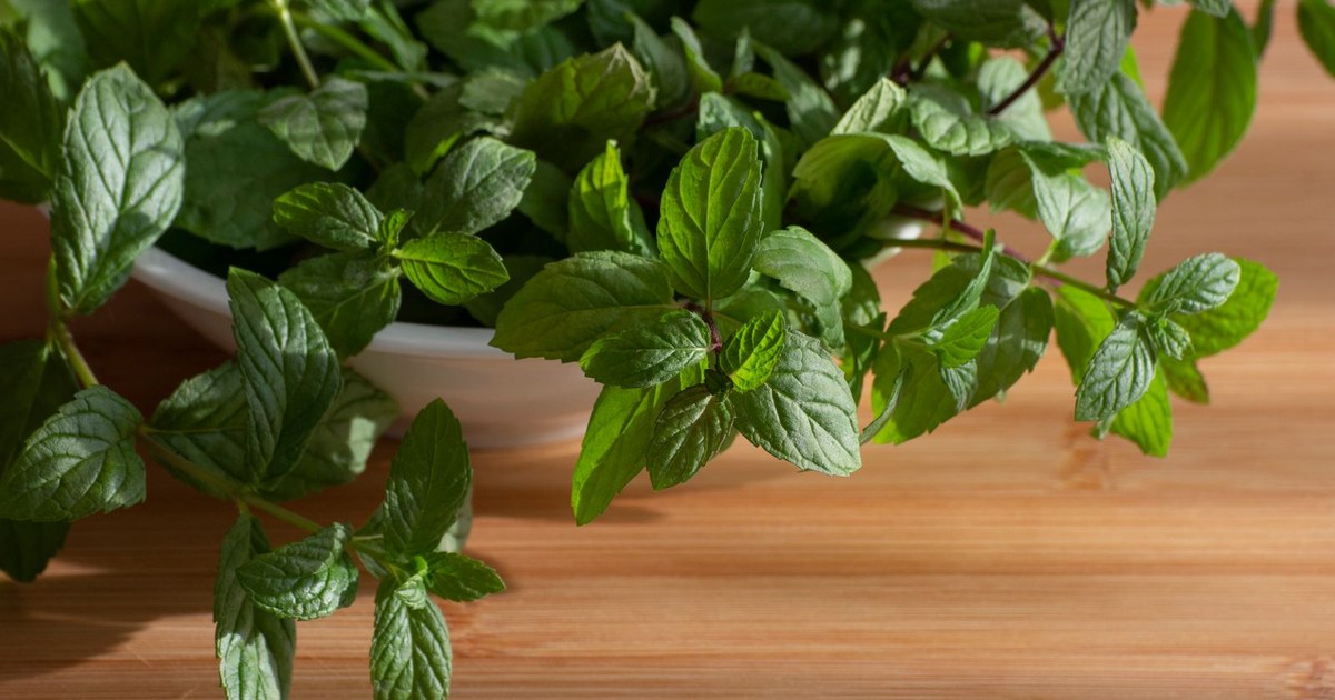 Fresh peppermint sprigs spilling from a white bowl onto a wooden table
