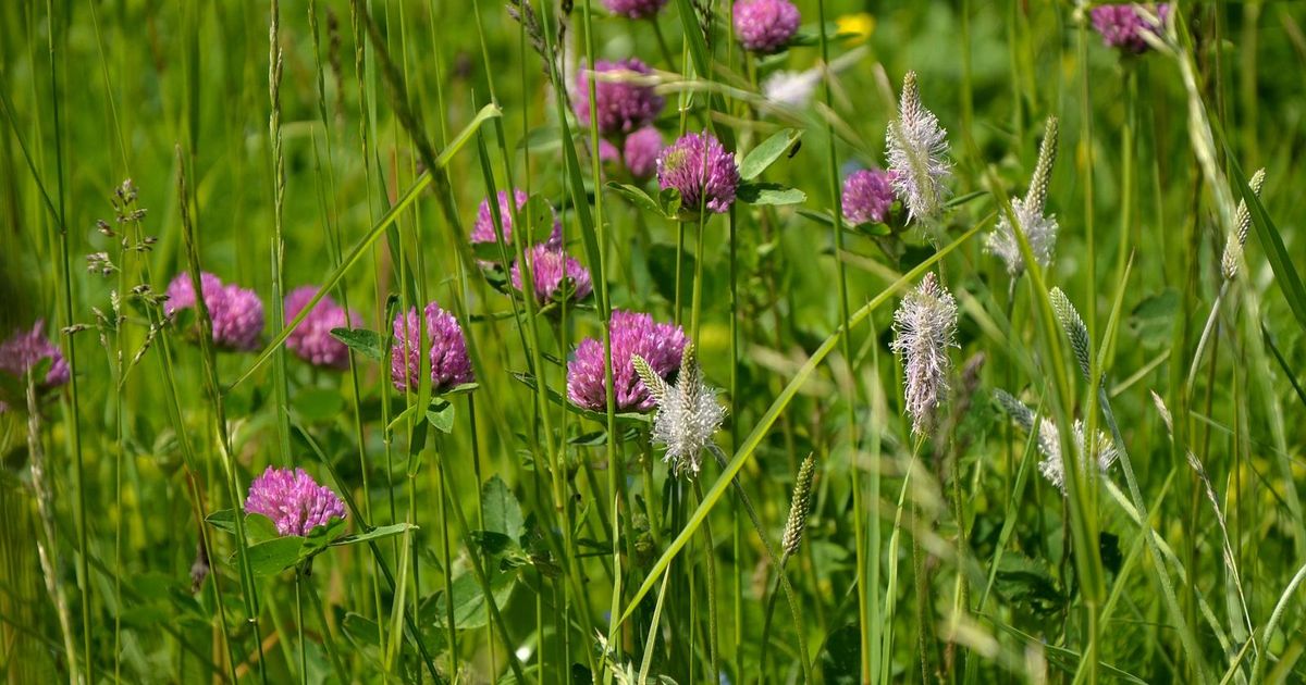 A sunlit summer meadow with fresh pink and purple red clover blossoms among tall green grasses and white plantain flower spikes
