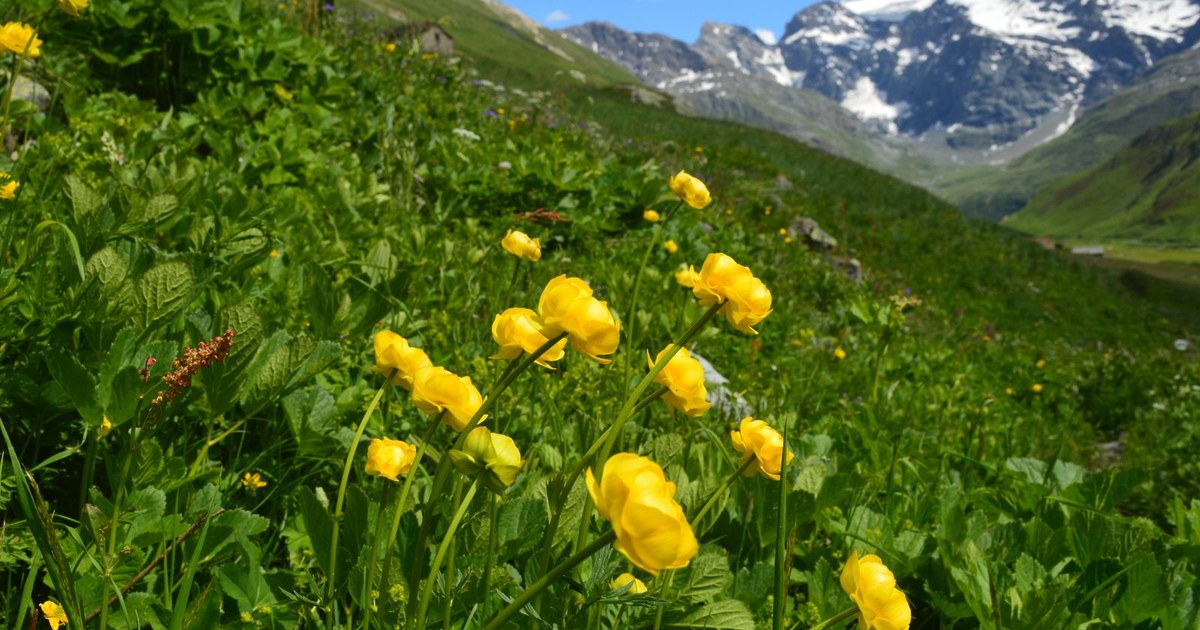 Yellow alpine wildflowers in a green mountain meadow beneath snow-capped peaks