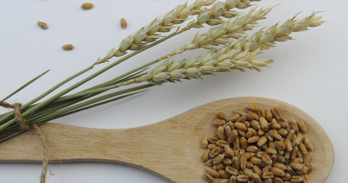 A wooden spoon of wheat grains beside a bundle of wheat ears