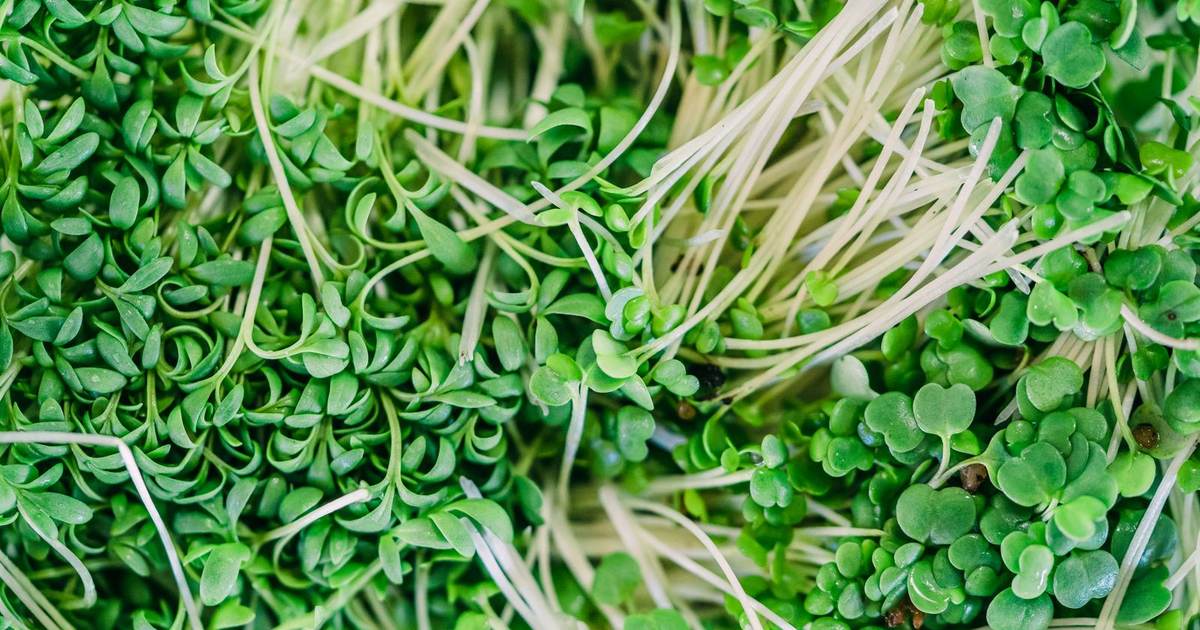 A close-up of fresh green broccoli sprouts