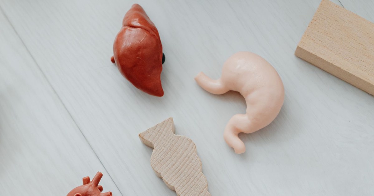 An anatomical model of the human liver