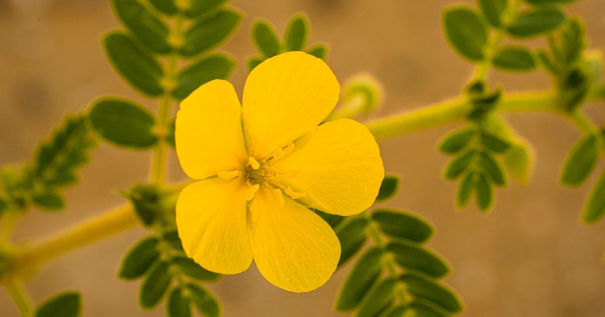 A close-up of a single bright yellow Tribulus terrestris flower on the growing plant